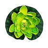 Лилия плавающая 18х18 см лайм